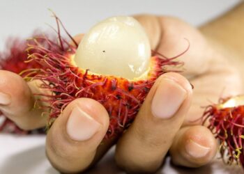 Buah Segar Kaya Nutrisi Sejumlah Manfaat Buah Rambutan untuk Kecantikan