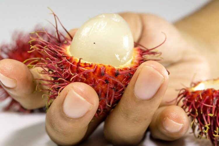 Buah Segar Kaya Nutrisi Sejumlah Manfaat Buah Rambutan untuk Kecantikan