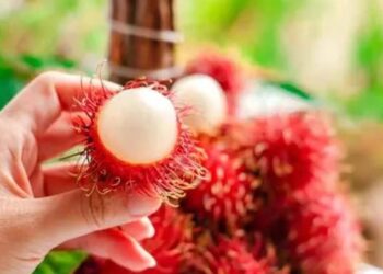 Mulai dari Kulit Hingga Isinya Ini Sejumlah Manfaat Rambutan untuk Kesehatan