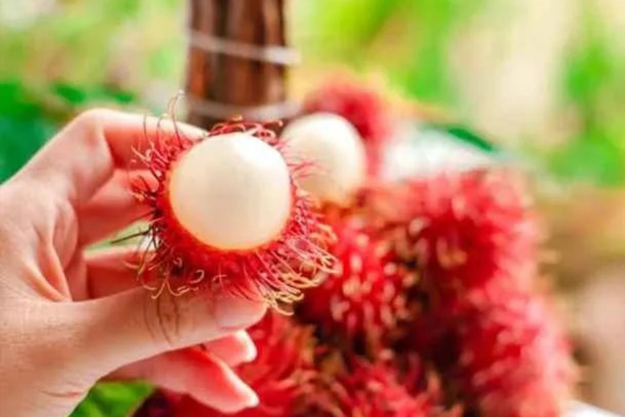 Mulai dari Kulit Hingga Isinya Ini Sejumlah Manfaat Rambutan untuk Kesehatan