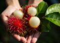 Sering Diabaikan Khasiat Kulit Rambutan yang Jarang Diketahui