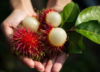 Sering Diabaikan Khasiat Kulit Rambutan yang Jarang Diketahui
