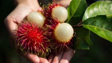 Sering Diabaikan Khasiat Kulit Rambutan yang Jarang Diketahui