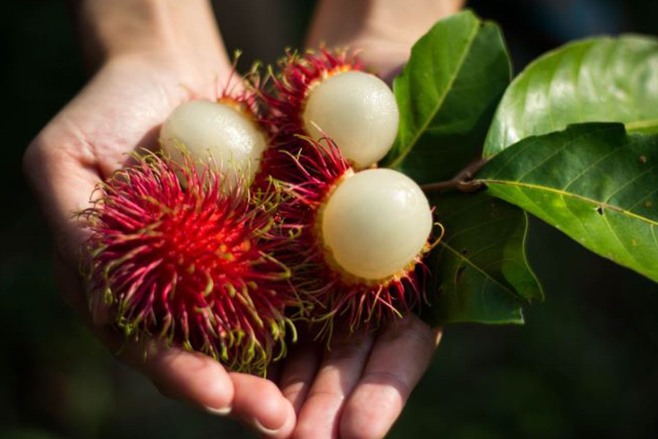 Sering Diabaikan Khasiat Kulit Rambutan yang Jarang Diketahui