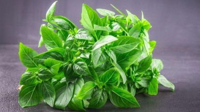 Tak Hanya Untuk Lalapan Ini Sejumlah Khasiat Daun Kemangi yang Jarang Diperhatikan Emak-Emak