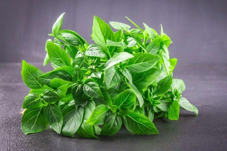 Tak Hanya Untuk Lalapan Ini Sejumlah Khasiat Daun Kemangi yang Jarang Diperhatikan Emak-Emak