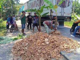 Viral Jalan Cepu Randublatung Rusak Parah Warga Beraksi Tanami Puluhan Pohon Pisang