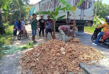 Viral Jalan Cepu Randublatung Rusak Parah Warga Beraksi Tanami Puluhan Pohon Pisang
