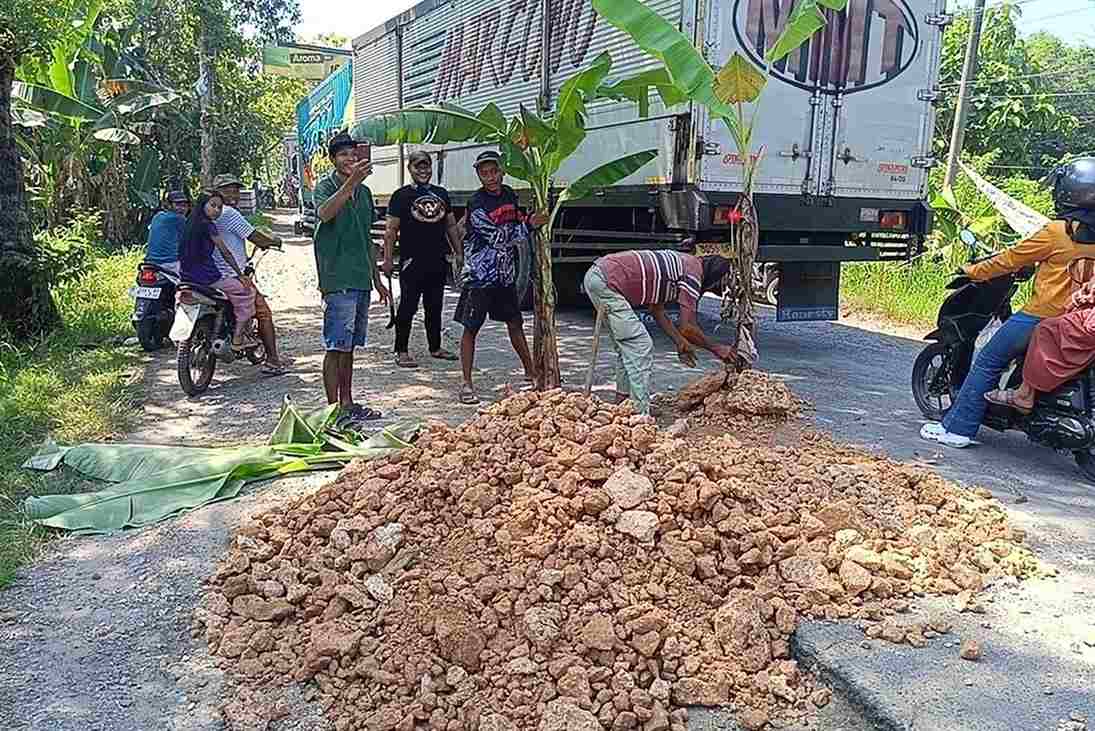 Viral Jalan Cepu Randublatung Rusak Parah Warga Beraksi Tanami Puluhan Pohon Pisang